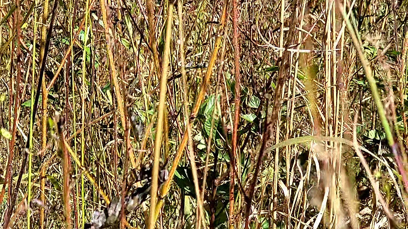 partridge pea pods snapping